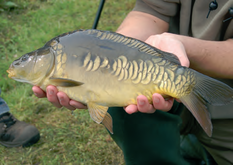 Tijdens fotograferen gaarne linkerzijde